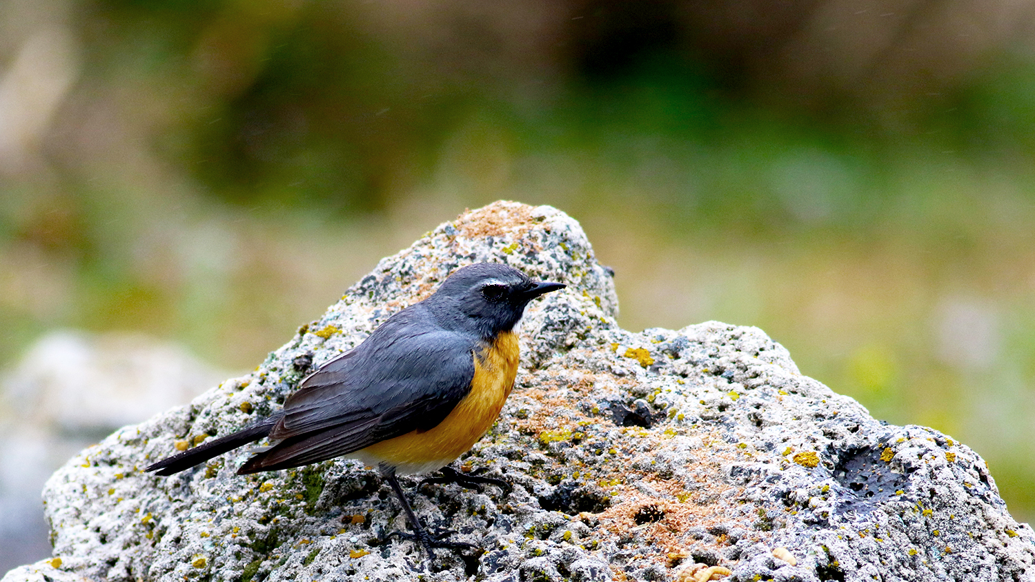 Rufous-tailed Rock-Thrush — Ana fotoğraf